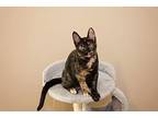 Fendi & Prada Domestic Shorthair Kitten Female