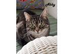 Adopt Abby and Aspen (We are part of a TRIO with Sweet Pea) a Maine Coon, Tabby