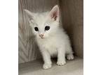 Casper Domestic Shorthair Kitten Male