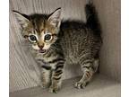 Autumn Domestic Shorthair Kitten Female