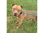 Butterscotch American Pit Bull Terrier Adult Male