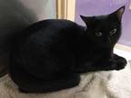 Starlette Domestic Shorthair Young Female