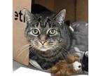 Ella Domestic Shorthair Senior Female