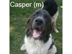 Casper Newfoundland Young Male