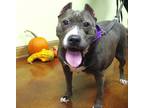 Chevy Mixed Breed (Large) Adult Female