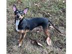 Butch Chihuahua Adult Male