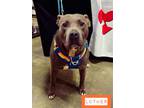 Adopt Luther a American Staffordshire Terrier