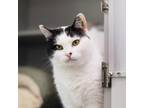 Sparkle Domestic Shorthair Senior Female