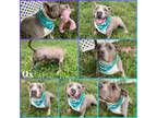 Adopt Ox a Pit Bull Terrier