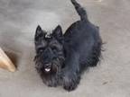 Adopt Scottie a Scottish Terrier