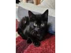Adopt Dobby- Special Needs- CH a Domestic Short Hair