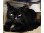 Adopt Moose a Domestic Short Hair