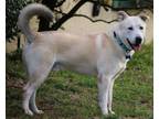 Adopt Wolfie a Siberian Husky, Labrador Retriever