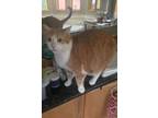 Adopt Khenan a Domestic Short Hair