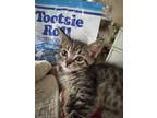 Adopt Tootsie Roll a Tabby