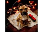 Adopt Pickle Rick a Staffordshire Bull Terrier, Boxer