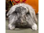 Adopt Ashton a Lop Eared, Lionhead