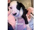 Adopt Prancer a Labradoodle, Pit Bull Terrier