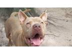 Adopt Clint Eastwood a Pit Bull Terrier, Mastiff