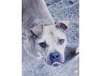 Adopt Abe a Black Mouth Cur, American Staffordshire Terrier