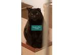 Adopt GAUGUIN a Domestic Medium Hair