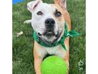 Adopt Sammy a Pit Bull Terrier