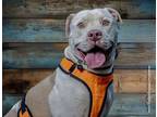 Adopt King a Pit Bull Terrier