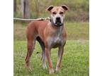 Adopt Adam a Retriever, Black Mouth Cur