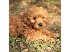 Goldendoodle Puppy for sale in Round Rock, TX, USA