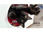 Adopt Rufus a Domestic Long Hair