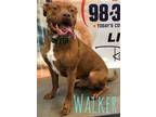 Adopt Walker a Coonhound, American Staffordshire Terrier
