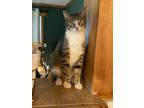 Adopt DeWalt - Fun and Handsome Boy! a Tabby, Domestic Short Hair