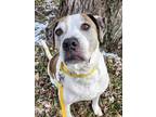 Adopt Montgomery a Mixed Breed