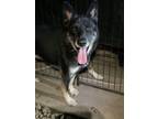 Adopt Kane a German Shepherd Dog