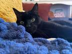 Adopt Preston a Domestic Short Hair