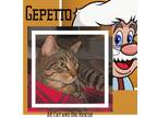 Adopt Gepetto a Domestic Short Hair