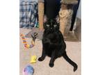 Adopt George a American Shorthair