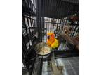 Adopt Pepito a Conure