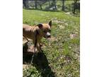 Adopt Oh Romeo Oh Romeo! a American Staffordshire Terrier
