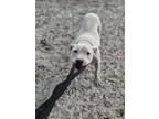 Adopt Jake a Dogo Argentino, Mixed Breed