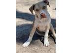 Adopt Jiggle-O a Pit Bull Terrier, Mixed Breed
