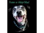 Adopt Max a Labrador Retriever, Cattle Dog