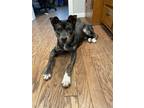 Adopt ZACH FROST a Australian Cattle Dog / Blue Heeler, Mixed Breed