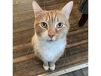 Adopt Murphy a American Shorthair