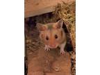 Adopt Takoda a Hamster