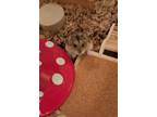 Adopt Elouan a Dwarf Hamster