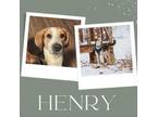 Adopt Henry a Treeing Walker Coonhound