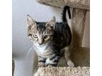 Adopt Flurry a Domestic Short Hair