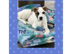 Adopt Ted a Mixed Breed