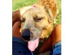 Adopt Walter a Chow Chow, Mixed Breed